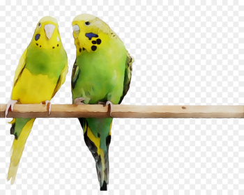Bird Parakeet Feather Beak Pet - Bird Parakeet Feather Beak Pet -