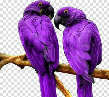 Bird Parrot Computer file, Purple Parrot transparent background PNG clipart