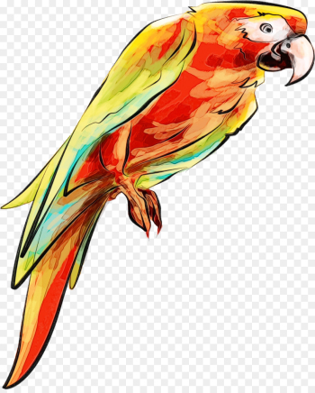 bird parrot macaw beak lorikeet bird parrot macaw beak lorikeet