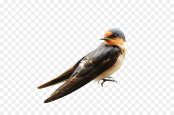 Bird Parrot Passerine Swallow Wallpaper - Sparrow turned Bird Parrot Passerine Swallow Wallpaper - Sparrow turned