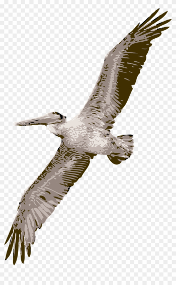 Bird Pelican Nature Wildlife Png Image - Pelican Clipart