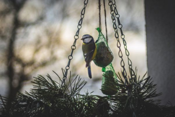 bird perching on hanging decor bird perching on hanging decor
