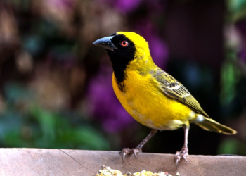 Bird Perching on Outdoors Bird Perching on Outdoors