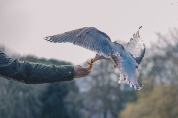 bird perching on person's hand bird perching on person's hand