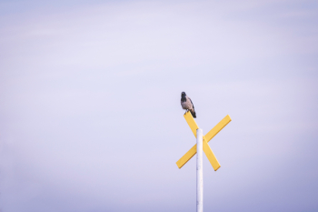 Bird Perching on Road Sign Bird Perching on Road Sign