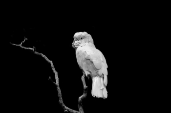 Bird Perching On The Tree Bird Perching On The Tree