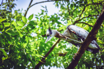 Bird Perching On Tree Bird Perching On Tree