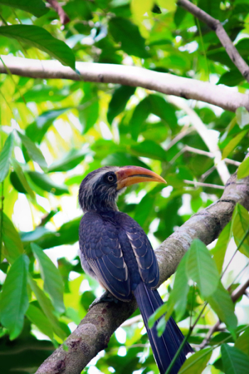 Bird Perching on Tree Branch Bird Perching on Tree Branch