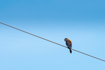 Bird Perching On Wire Bird Perching On Wire