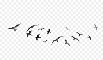 Bird PicsArt Photo Studio Desktop Wallpaper Editing - flying bird 