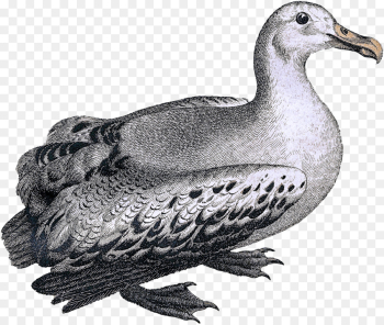 bird pigeons and doves beak rock dove hunting decoy bird pigeons and doves beak rock dove hunting decoy