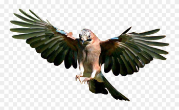 Bird Png - Bird Flying Transparent Background Bird Png - Bird Flying Transparent Background