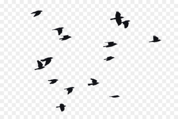 Bird Portable Network Graphics Flight Image Clip art - bird Bird Portable Network Graphics Flight Image Clip art - bird