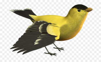 Bird Portable Network Graphics Yellow Image Beak - bird Bird Portable Network Graphics Yellow Image Beak - bird