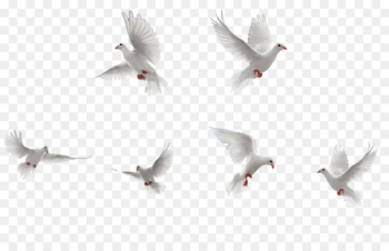 Bird Rock dove Flight - White Birds collection Bird Rock dove Flight - White Birds collection
