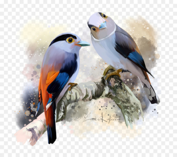 Bird Silver-breasted broadbill Stock photography Illustration - bird 