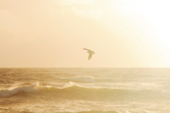 Bird Soaring over Water Waves Bird Soaring over Water Waves