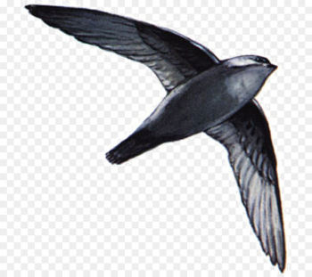 Bird Swallow Chimney swift Swifts American black swift - bird 