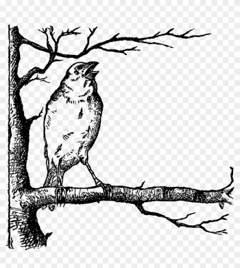 Bird Tree Image Digital Illustration - Bird On The Tree Clipart Black And White