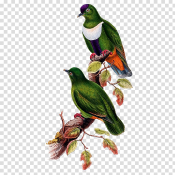 Bird White-bibbed fruit dove , Bird transparent background PNG clipart Bird White-bibbed fruit dove , Bird transparent background PNG clipart