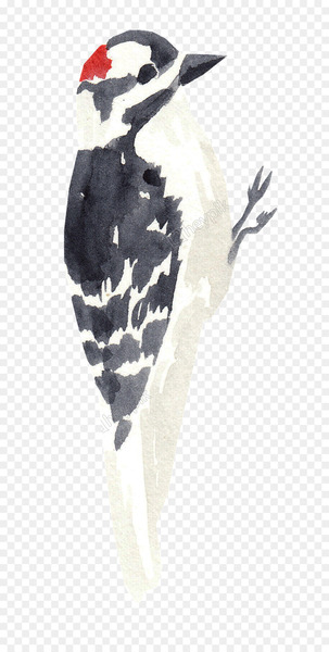 Bird Woodpecker Watercolor painting Image Penguin - bird Bird Woodpecker Watercolor painting Image Penguin - bird