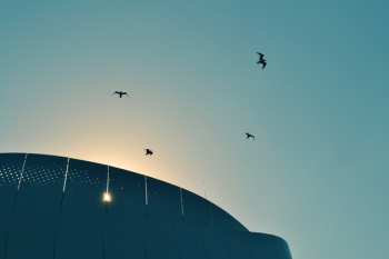 Birds Flying Birds Flying