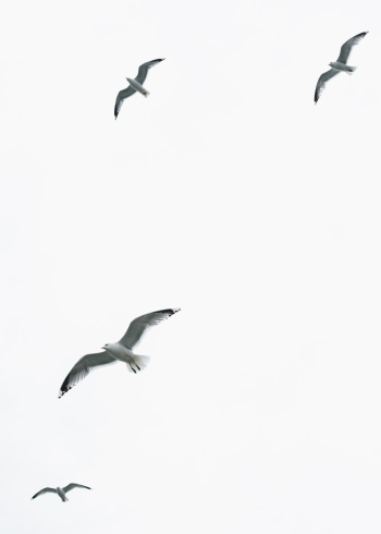 Birds Flying Birds Flying