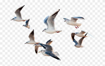 Birds Flying Png - Paragraph Of I Would Be A Bird, Transparent Png ...