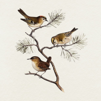Birds illustration | Free Photo Illustration - rawpixel Birds illustration | Free Photo Illustration - rawpixel