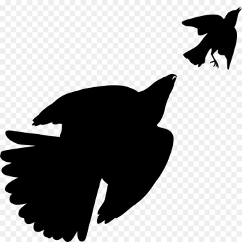 Birds Of America, Coopers Hawk, Bird, Wing, Raven PNG Birds Of America, Coopers Hawk, Bird, Wing, Raven PNG