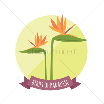 Birds of paradise Birds of paradise