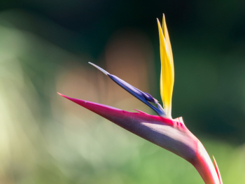 Birds of Paradise Plant