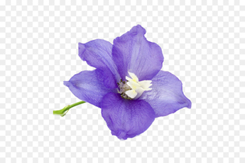 Birth flower Larkspur Flower bouquet Birthstone - flower Birth flower Larkspur Flower bouquet Birthstone - flower