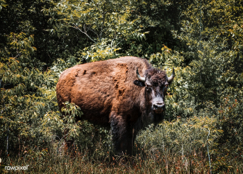 Bison | Free public domain photo - 433750 Bison | Free public domain photo - 433750