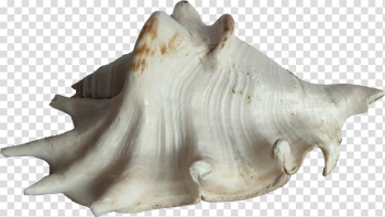 Bivalvia Seashell Clam Mussel Oyster, seashell transparent background PNG clipart Bivalvia Seashell Clam Mussel Oyster, seashell transparent background PNG clipart