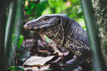 Black and Beige Monitor Lizard on Woods Black and Beige Monitor Lizard on Woods