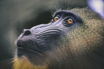 Black and Brown Baboon Close-up Photography Black and Brown Baboon Close-up Photography
