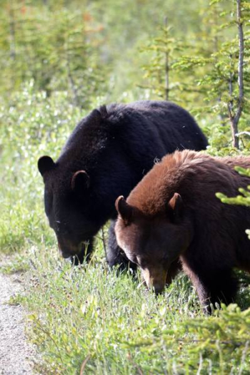 Black And Brown Bear Black And Brown Bear
