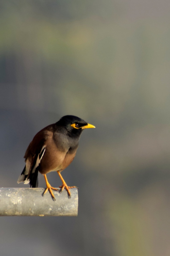 Black and Brown Bird Black and Brown Bird