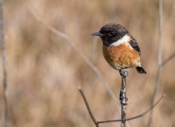 Black and Brown Bird Black and Brown Bird