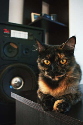 Black and Brown Cat on Black Tabletop Black and Brown Cat on Black Tabletop