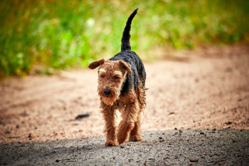 Black And Brown Dog Black And Brown Dog