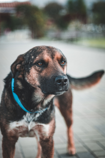 Black and Brown Dog Black and Brown Dog