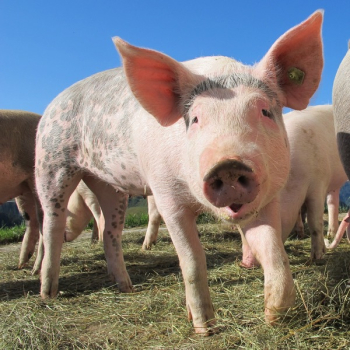 Black and Brown Pigs on Grassfield during Daytime