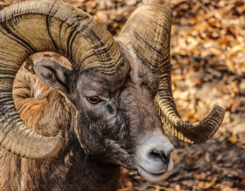 Black and Brown Ram Animal Black and Brown Ram Animal