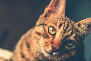 Black and Brown Tabby Cat Black and Brown Tabby Cat