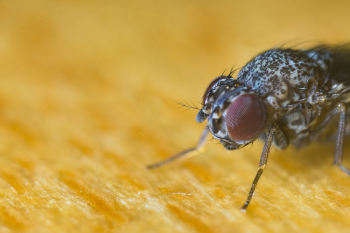 Black and Gray Fly Black and Gray Fly