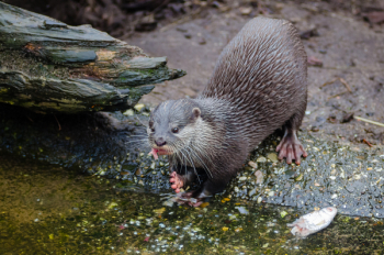 Black and Gray Rodent About to Dive Before Body of Water Black and Gray Rodent About to Dive Before Body of Water