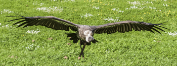 Black and Gray Vulture Flying at Daytime Black and Gray Vulture Flying at Daytime