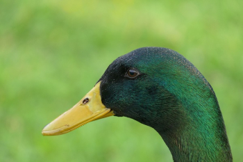 Black and Green Beack Bird Black and Green Beack Bird